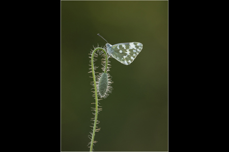 Bath White On Poppy