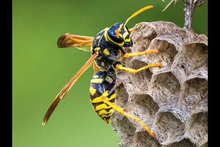 Paper Wasp