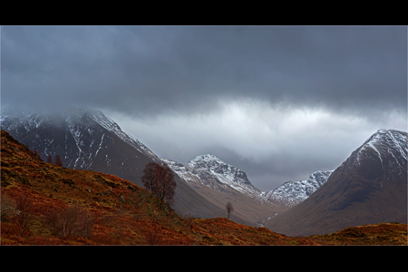 Tree In The Mountains Of Glencoe