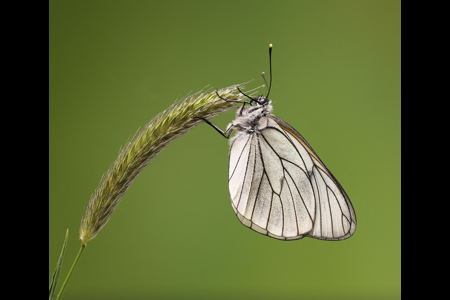 Black Veined White Butterfly