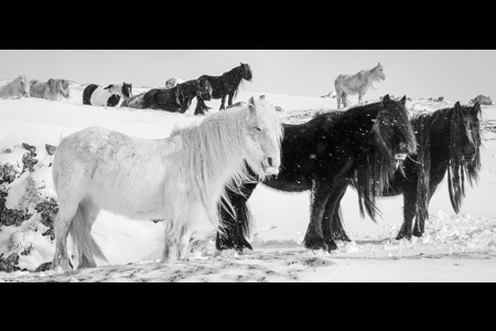 Horses In The Snow