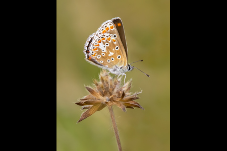 Brown Argus Butterfly