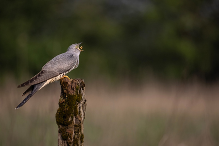 Cuckoo Feeding Catch