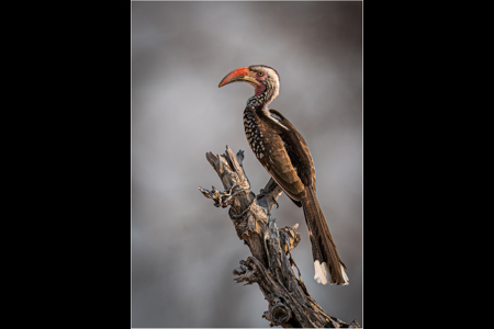 Hornbill