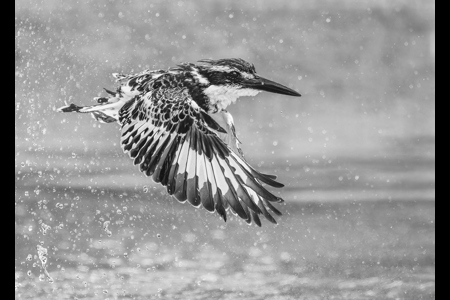 Pied Kingfisher