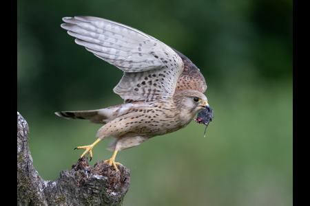 Female Kestrel With Kill