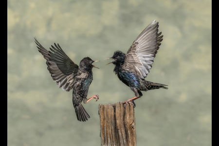 Quarelling Starlings.JPG