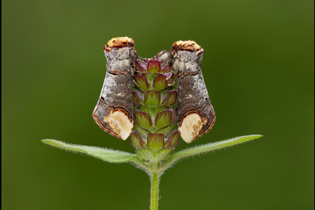 Buff Tip Moths On Selfheal