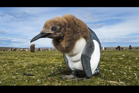 King Penguin Chick