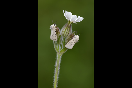 Male White Ermine Moths On White Campion