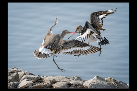 Black Tailed Godwits Squabbling