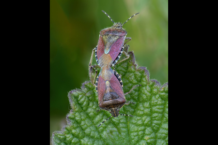 Mating Shield Bugs