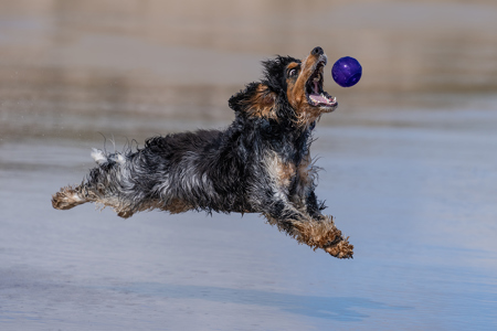 Flying Dog And Ball