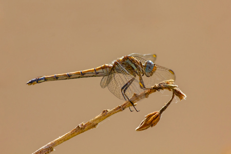 Common Darter