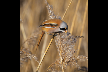 Female Bearded Reedling With Seed