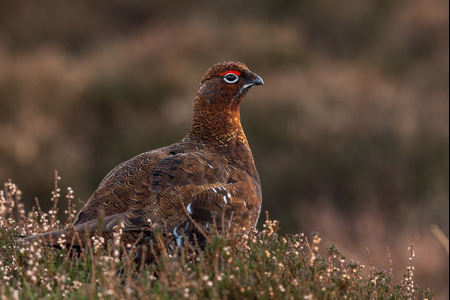 Not So Famous Grouse