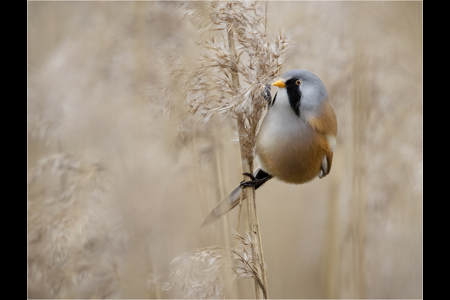 Bearded Tit In Reeds