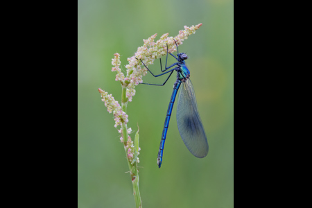 Banded Demoiselle At Roost