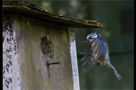 Blue Tit - Incoming Delivery