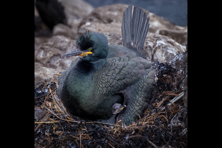 European Shag And Chick On Nest