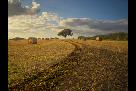 Harvest Sunset