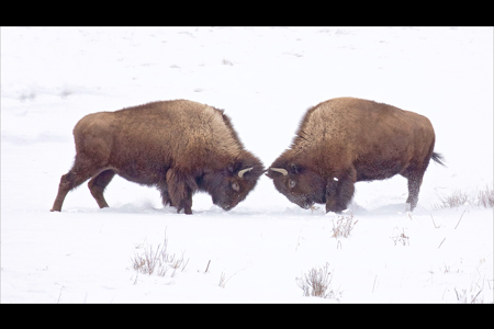 Bison Head To Head