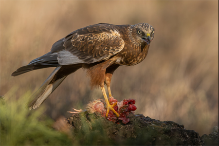 Northern Harrier With Quail