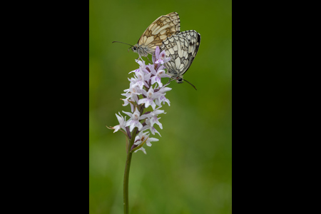 Mating Marbled Whites