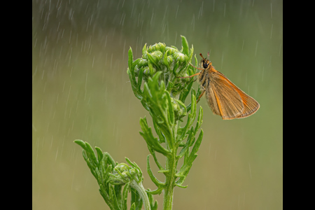 Small Skipper In The Rain