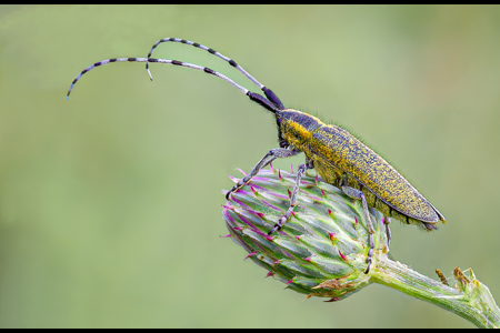 Golden-Bloomed Grey Longhorn Beetle