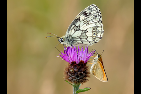 Marbled White And Small Skipper