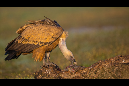 Griffon Vulture Eating Rabbit-