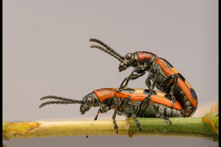 Mating Asparagus Beetles (Crioceris Asparagi)