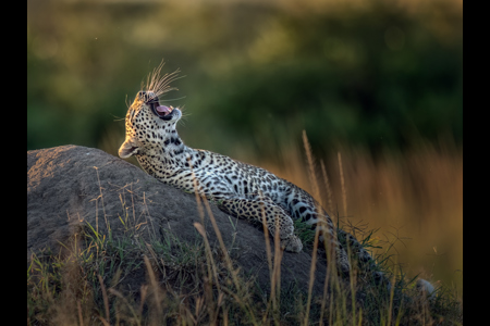 Leopard Catching Flies, Masai Mara