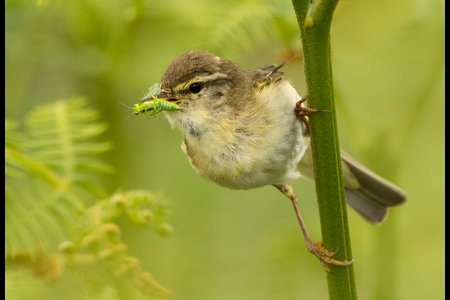 Willow Warbler Feeding