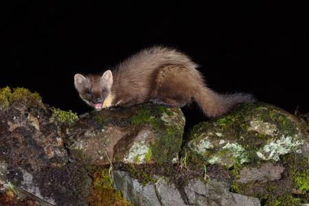 Pine Marten