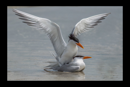 Royal Terns Mating