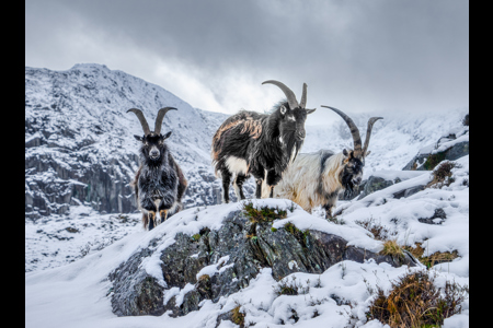 Welsh Primitive Goats