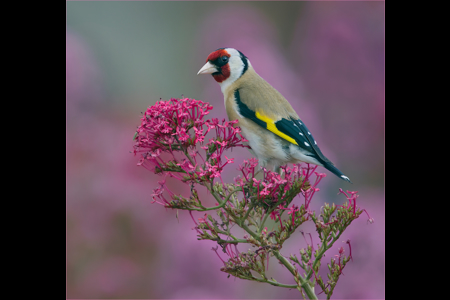 Goldfinch On Wild Flower