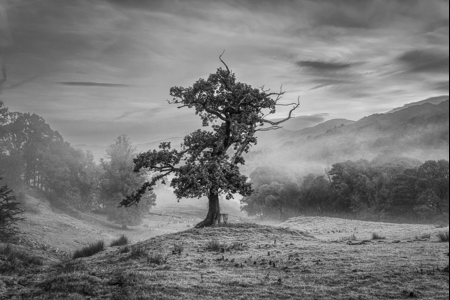 Twisted Tree In The Mist