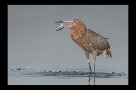 Reddish Egret Tossing Catch