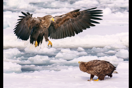 Watchful Eagles