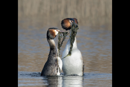 Grebes Weed Dance