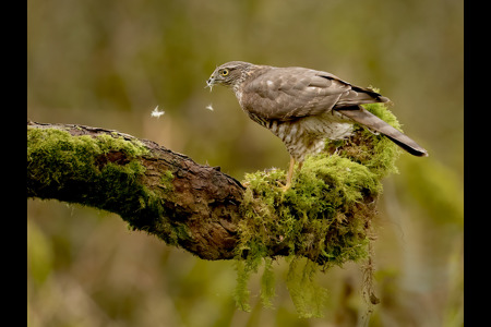 Sparrowhawk