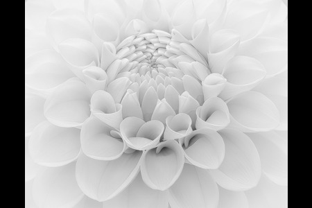 Dahlia In Close