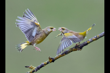 Greenfinch Feud