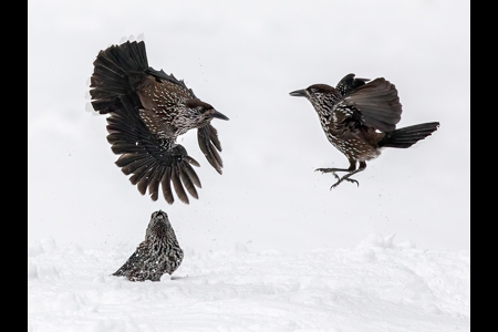 Squabbling Nutcrackers