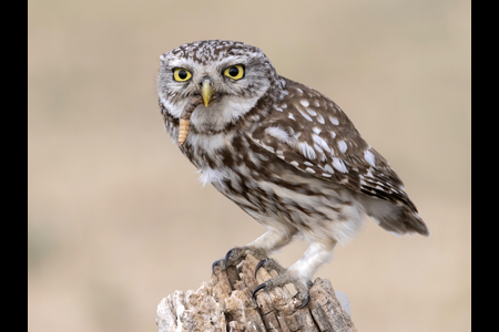 Little Owl