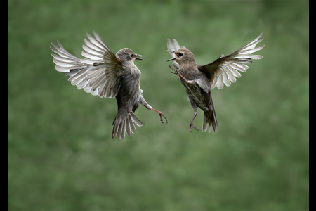 Fledgling Starlings Fighting