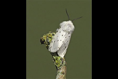 White Ermine Moth